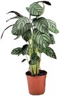 Grünpflanze XL1 im Angebot bei REWE in Seevetal Grünpflanze XL1 Angebote von REWE BESTE WAHL bei REWE Seevetal für 6,99 €