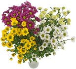 Aktuelle Chrysantheme Angebote bei Penny in Leipzig Aktuelles Chrysanthemen 'Santini Festival' Angebot bei Penny in Leipzig ab 1,99 €