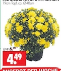 KUGELCHRYSANTHEMEN Angebote bei Wreesmann Dresden für 4,49 €