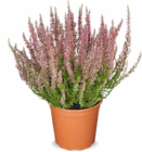 Besenheide Calluna von  im aktuellen Netto Marken-Discount Prospekt für 1,99 €