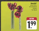 Amaryllis im Angebot bei E center in Würzburg Amaryllis Angebote bei E center Würzburg für 1,99 €
