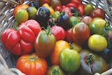 Promo Tomates anciennes à 2,95 € dans le catalogue Les Compagnons des saisons à Saint-Jean-Saverne