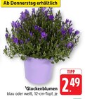Glockenblumen blau Angebote bei E center Bad Homburg für 2,49 €