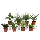 Plante verte en promo à 2,49 € chez Carrefour Plante verte dans le catalogue Carrefour