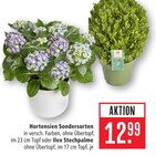 Hortensien Sondersorten im Angebot bei Marktkauf in Heilbronn Hortensien Sondersorten Angebote bei Marktkauf Heilbronn für 12,99 €