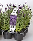 Aktuelles Echter Lavendel Angebot bei Hellweg in Dortmund ab 8,99 €