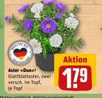 Aster »Duo« Angebote bei REWE Kerpen für 1,79 €