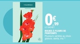 Bulbes à fleurs de printemps - TRADERHORN à 0,99 € dans le catalogue E.Leclerc