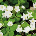 Oxalis trèfle à 4 feuilles blanc. Le pot de 9 x 9 cm à Botanic dans Roubion