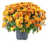 REWE St. Goarshausen - Chrysanthemenbusch Angebot im Prospekt Chrysanthemenbusch bei REWE im St. Goarshausen Prospekt für 4,00 €