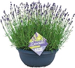 Netto mit dem Scottie Wittstock - Lavendel Schale Angebot im Prospekt Lavendel Schale bei Netto mit dem Scottie im Wittstock Prospekt für 8,99 €