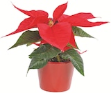 Promo Mini poinsettia + cache-pot à 3,60 € dans le catalogue Botanic à Mouans-Sartoux