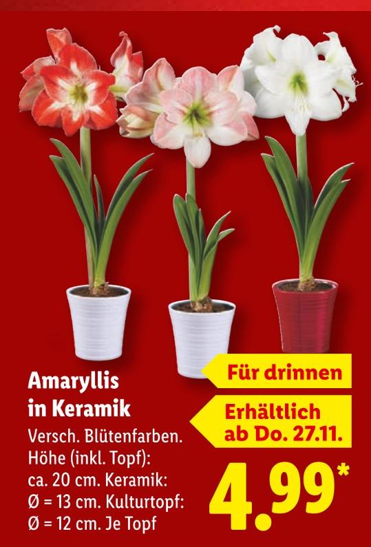 Amaryllis in Keramik