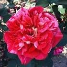 Botanic Orléans - Promo Rosiers en racine-nue Promo Rosiers en racine-nue à 12,99 € dans le catalogue Botanic à Orléans