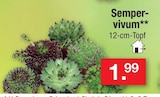 Aktuelle Blumen Angebote bei Zimmermann in Bremerhaven Aktuelles Sempervivum Angebot bei Zimmermann in Bremerhaven ab 1,99 €