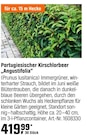 Portugiesischer Kirschlorbeer „Angustifolia“ Angebote bei OBI Hildesheim für 419,99 €