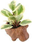 Penny Mainhardt - Mini-Grünpflanze Angebot im Prospekt Mini-Grünpflanze bei Penny im Mainhardt Prospekt für 2,99 €