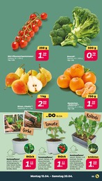 Gemüsepflanzen Angebot im aktuellen Netto mit dem Scottie Prospekt auf Seite 3