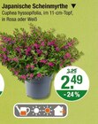 Japanische Scheinmyrthe im V-Markt Prospekt Japanische Scheinmyrthe von im aktuellen V-Markt Prospekt für 2,49 €