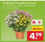 Aktuelles Dreifarbiger Chrysanthemen-Busch Angebot bei Netto Marken-Discount in Hannover ab 4,99 €
