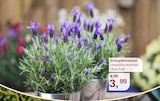 Schopflavendel Angebote bei Garten-Center Nordharz GmbH & Co. KG Hildesheim für 3,99 €
