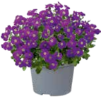 Verschiedene blühende Polsterstauden Angebote bei OBI Bremerhaven für 1,79 €