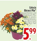 Celosia Abracci Mix von  im aktuellen EDEKA Prospekt für 5,99 €
