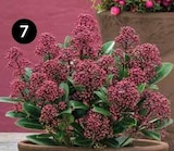 BLÜTENSKIMMIE ‘RUBELLA’ von  im aktuellen Dehner Garten-Center Prospekt für 4,99 €