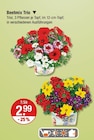 Mantel im V-Markt Prospekt Beetmix Trio im aktuellen V-Markt Prospekt für 2,99 €
