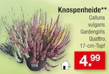 Knospenheide für 4,99 € bei Zimmermann im Angebot Knospenheide im aktuellen Zimmermann Prospekt