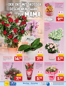 Hortensie im Netto Marken-Discount Prospekt "Aktuelle Angebote" mit 71 Seiten (Bremerhaven)