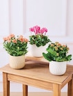 Plante fleurie en promo chez Super U Metz à 6,99 €