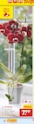 Aktuelles Orchidee Angebot bei Netto Marken-Discount in Duisburg ab 7,99 €