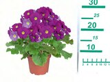 Primevère obconica en promo chez Lidl Primevère obconica dans le catalogue Lidl