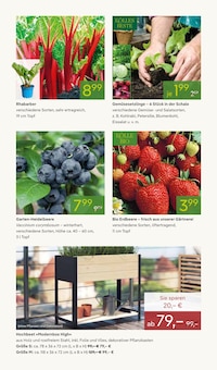 Erdbeeren im Pflanzen Kölle Prospekt "BLÜHENDE DUFTOASE" mit 14 Seiten (Berlin)