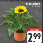 EDEKA Enger - Sonnenblume Angebot im Prospekt Sonnenblume bei EDEKA im Enger Prospekt für 2,99 €