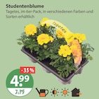 Studentenblume im aktuellen V-Markt Prospekt für 4,99 €