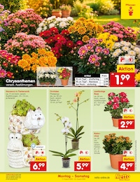 Netto Marken-Discount Pflanzen im Prospekt Netto Marken-Discount Pflanzen im Prospekt