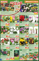 Whisky Angebot im aktuellen Norma Prospekt auf Seite 14