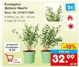 Eucalyptus 'Botanic Hearts' für 32,99 € bei Netto Marken-Discount im Angebot Eucalyptus 'Botanic Hearts' im aktuellen Netto Marken-Discount Prospekt