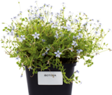 Bio-Stauden Angebote bei Hornbach Bergheim für 2,49 €