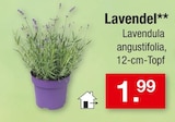 Aktuelles Lavendel Angebot bei Zimmermann in Hannover ab 1,99 €