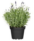 Lavendel im Angebot bei OBI in Neuss Lavendel Angebote von GROW by OBI bei OBI Neuss für 3,49 €