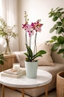Orchidée 3 tiges en promo chez Carrefour Orléans à 9,99 €
