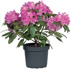 Rhododendron en promo chez Lidl Strasbourg à 7,99 €