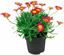 Strauchmargerite bei REWE in Herne Strauchmargerite im Angebot bei REWE Herne für 1,49 €