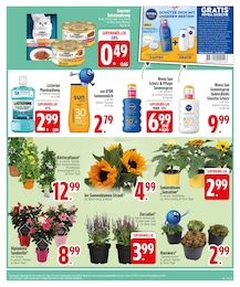 EDEKA Balkonpflanzen im Prospekt EDEKA Balkonpflanzen im Prospekt