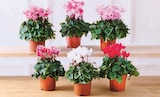 Cyclamen special en promo chez Super U Cyclamen special dans le catalogue Super U