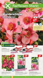 Raiffeisenmarkt Prospekt für Aurich: "Wunderschöner Rosengarten", 4 Seiten, 29.05.2026 - 12.06.2026