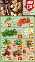 Bornholm-Margerite Angebot im aktuellen REWE Prospekt auf Seite 7